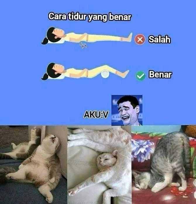 pose tidur kucing (instagram.com/kucinghumoris)