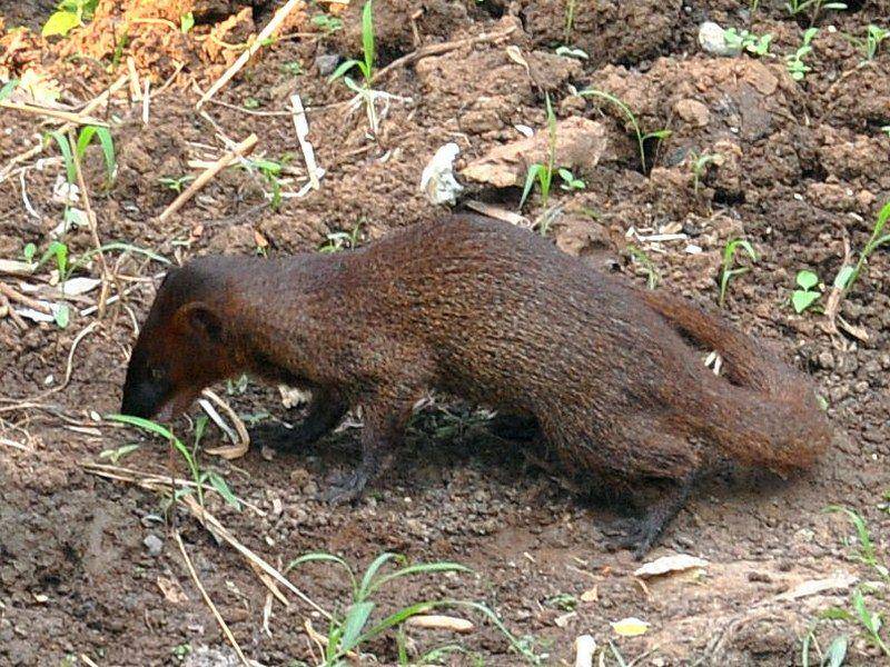 garangan jawa di Bogor (commons.wikimedia.org/Wibowo Djatmiko atau Wie146)
