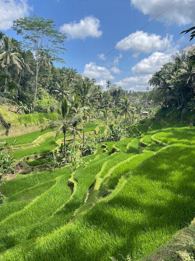 Tegalalang Rice Terrace, Bali (unsplash.com/kenny siby)