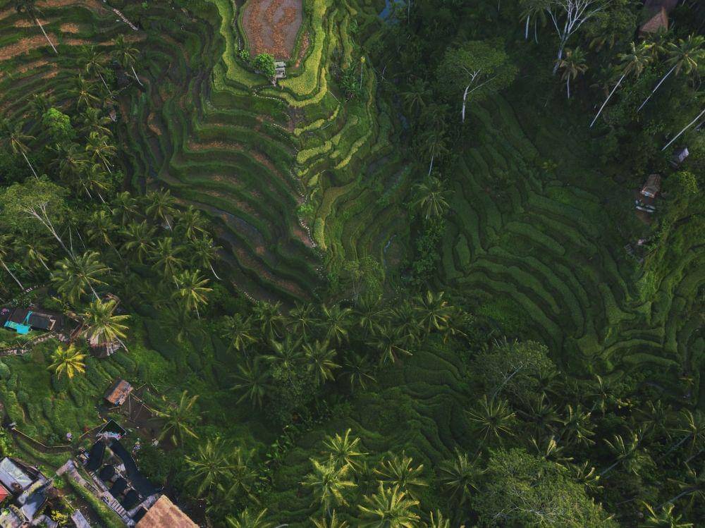 Tegalalang Rice Terrace, Bali (unsplash.com/Komang Gita Krishna Murti)
