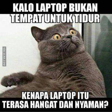 kucing gemar tidur di atas laptop (twitter.com/1CAK)