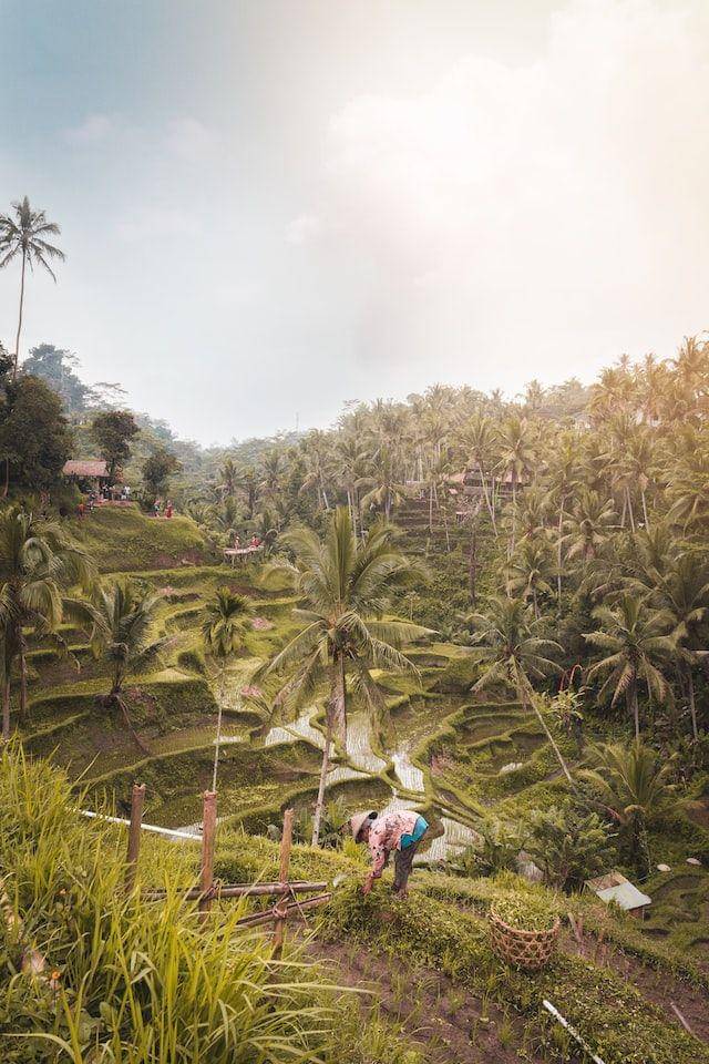 Tegalalang Rice Terrace, Bali (unsplash.com/Laura Cros)