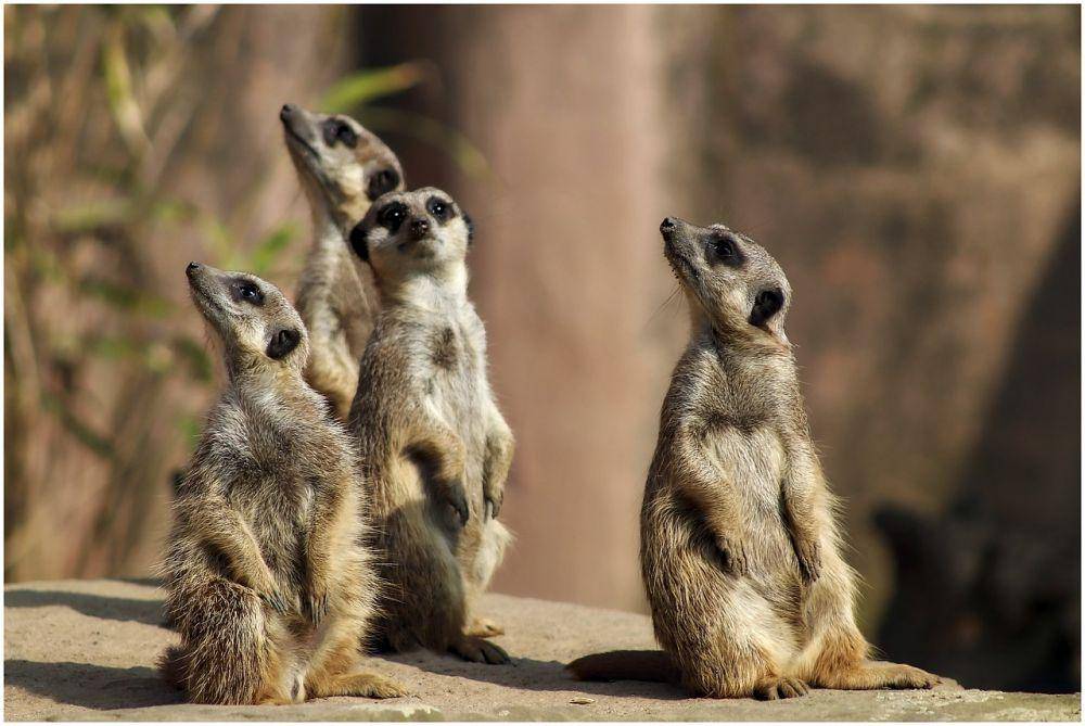 meerkat, jenis garangan yang hidup dalam koloni (pixabay.com/worldinmyeyes-14497112)