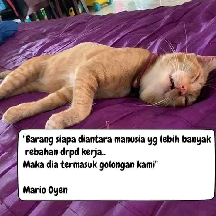kucing hobi tidur (facebook.com/MEME BTS)