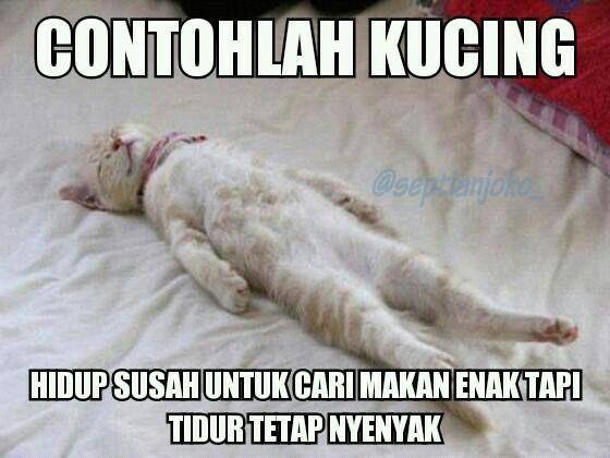 kucing tidur nyenyak (twitter.com/Meme Comic Indonesia)