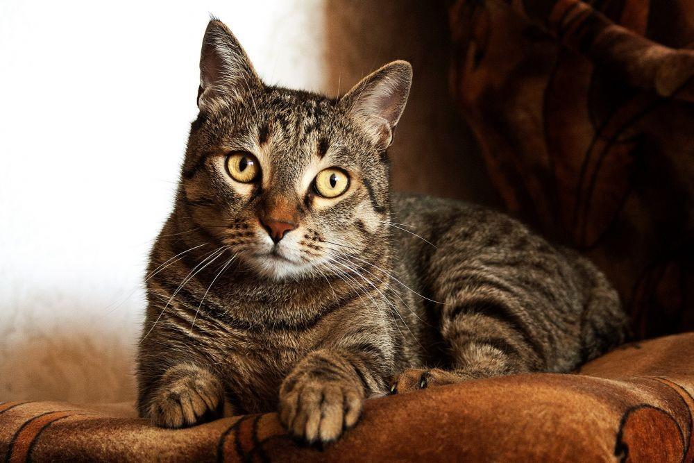 5 Cara Mencegah agar Kucing Tidak Sembelit, Cat Lover Harus Tahu!