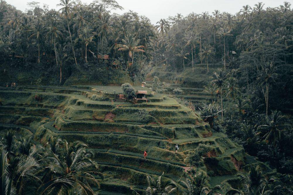 Tegalalang Rice Terrace, Bali (unsplash.com/Radoslav Bali)