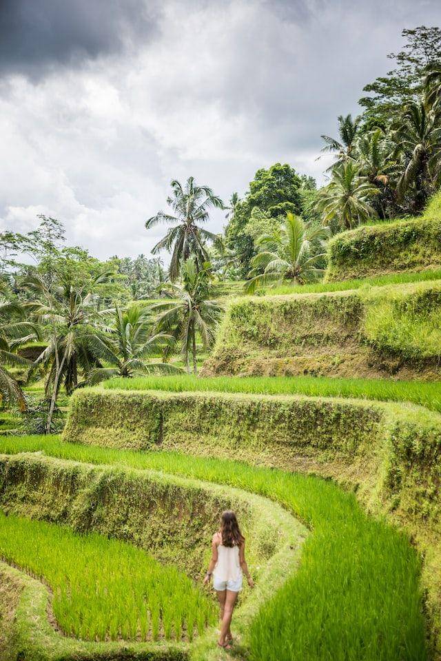 Tegalalang Rice Terrace, Bali (unsplash.com/Radosław Molski)
