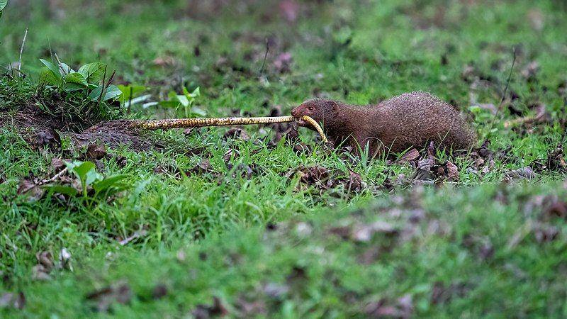 spesies garangan ruddy mongoose menarik ular hasil buruan di India (commons.wikimedia.org/Kandukuru Nagarjun)