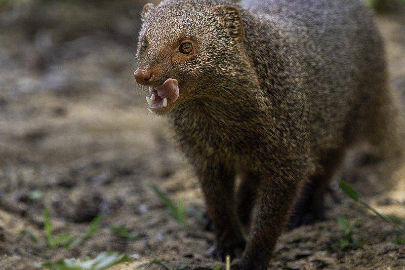 tampak dekat ruddy mongoose (commons.wikimedia.org/Casey Klebba)