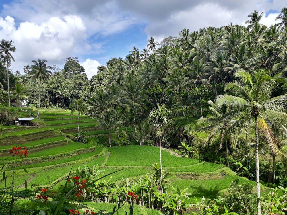 Tegalalang Rice Terrace, Bali (unsplash.com/Stefan Meier)
