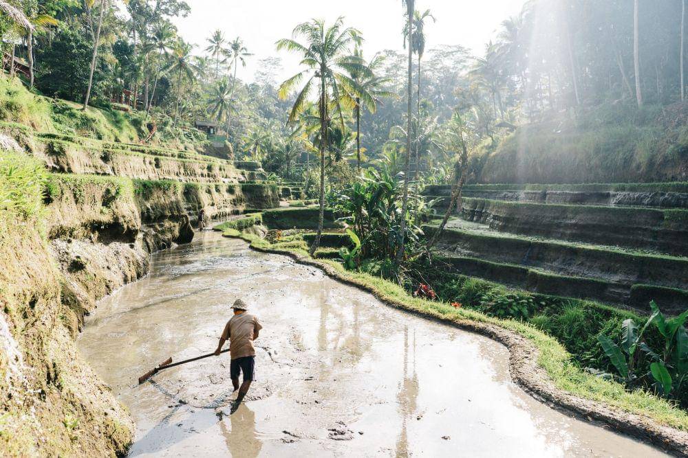Tegalalang Rice Terrace, Bali (unsplash.com/Syuhei Inoue)