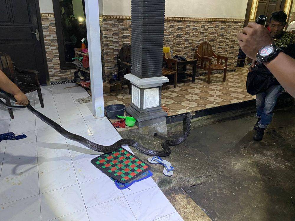 Petugas saat berusaha mengevakuasi ular king kobra di rumah warga. IDN Times/ istimewa