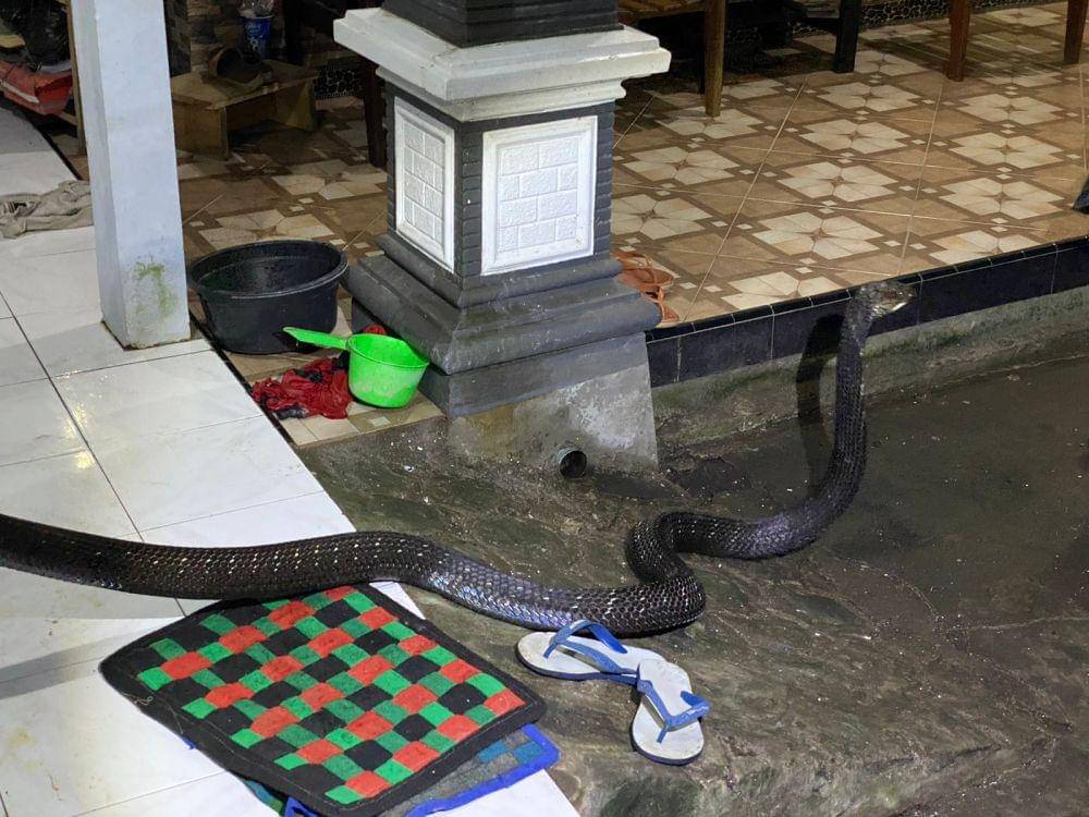 Ular king kobra yang masuk ke rumah warga. IDN Times/ istimewa