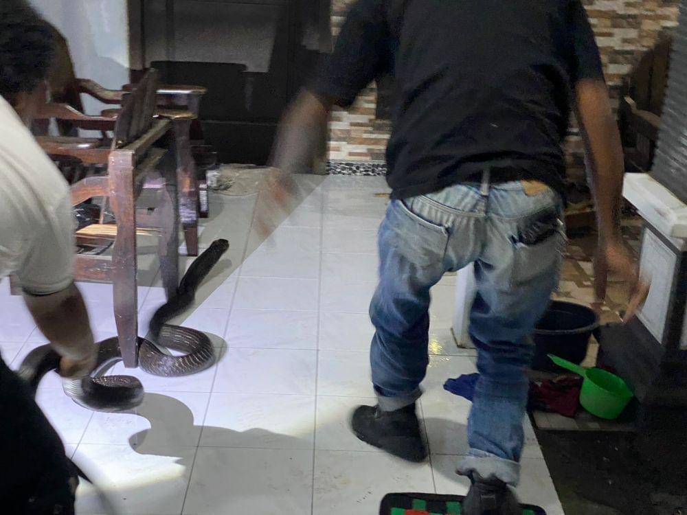Petugas saat berusaha mengevakuasi ular king kobra di rumah warga. IDN Times/ istimewa
