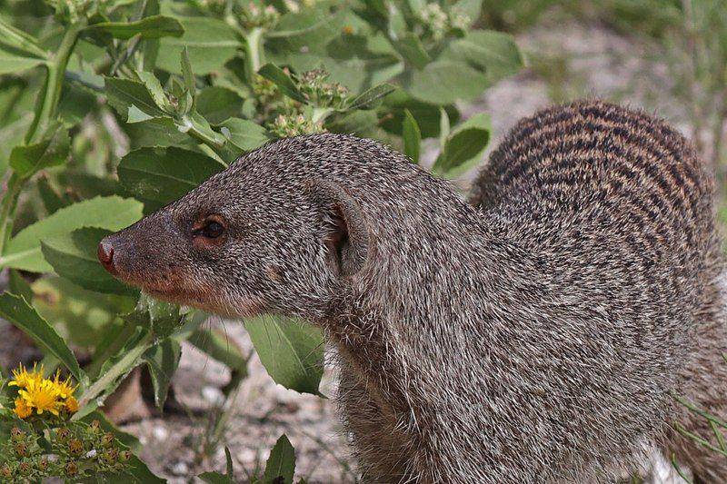 Banded mongoose, salah satu jenis garangan yang dapat ditemui di Afrika bagian selatan. (commons.wikimedia.org/Charles J. Sharp)