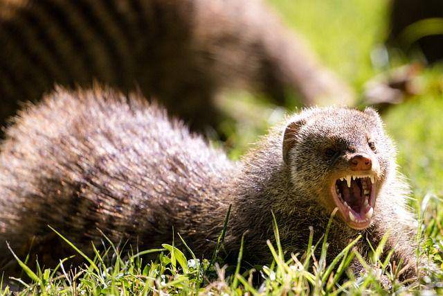 Seekor banded mongoose yang sedang menyalak dan menunjukkan gigi-giginya. (pixabay.com/antonytrivet)