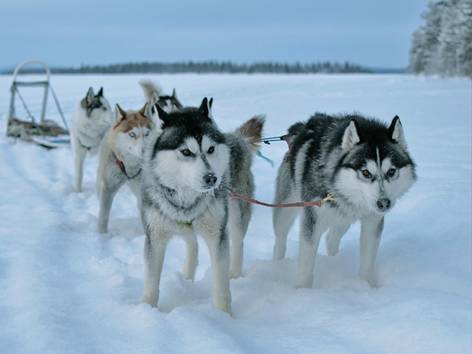 anjing Siberian husky (pexels.com/Green_grey Darya)