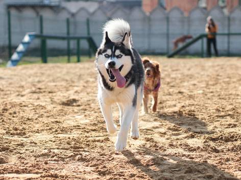 anjing Siberian husky (pexels.com/Kateryna Babaieva)