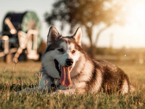 anjing Siberian husky (pexels.com/Jordan Bergendahl)