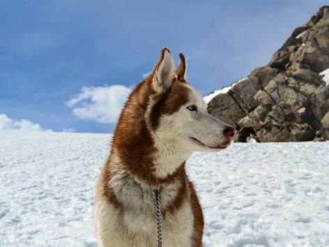 anjing Siberian husky (pexels.com/Joey Marrone)