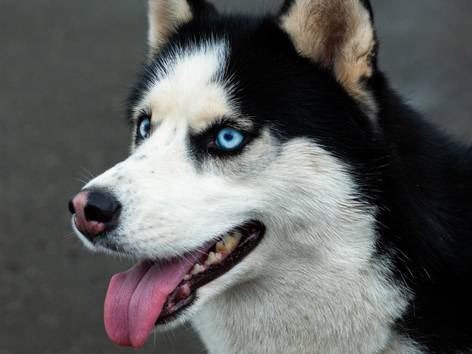 anjing Siberian husky (pexels.com/Genadi Yakovlev)