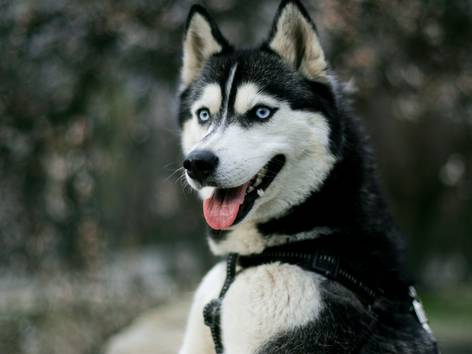 anjing Siberian husky (pexels.com/Kateryna Babaieva)