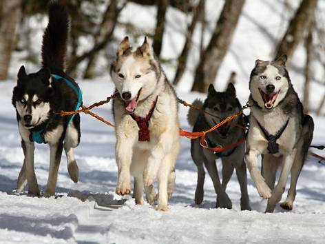 anjing Siberian husky (pexels.com/Pixabay)