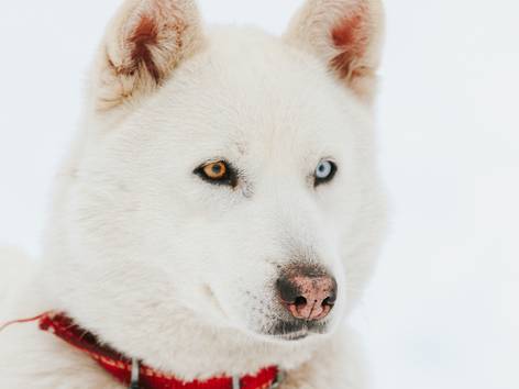 anjing Siberian husky (pexels.com/Ali Ramazan Çiftçi)