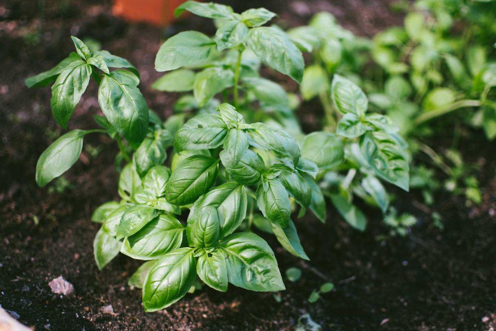 5 Cara Menanam Basil dari Biji di Rumah, Mudah!