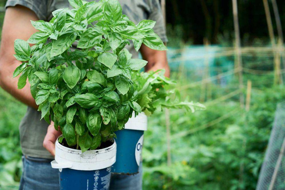ilustrasi basil (unsplash.com/gervele)