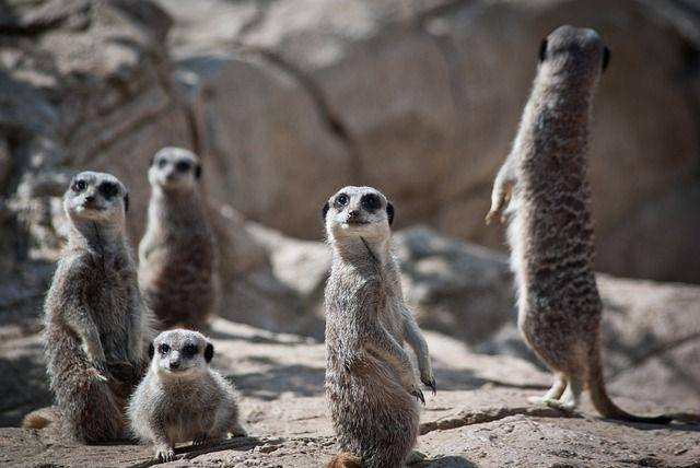 Kelompok meerkat, spesies garangan dengan cara komunikasi yang sangat kompleks. (pixabay.com/apassingstranger)
