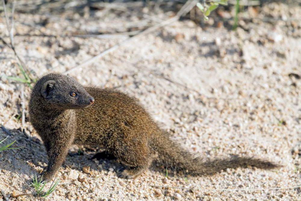 Garangan jawa, jenis garangan yang sering dibawa ke habitat lain di Hawaii, Fiji, hingga Karibia. (britannica.com)