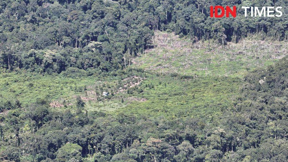 Kerusakan hutan di Kecamatan Kota Bahagia, Kabupaten Aceh Selatan, Aceh. (IDN Times/Muhammad Saifullah)