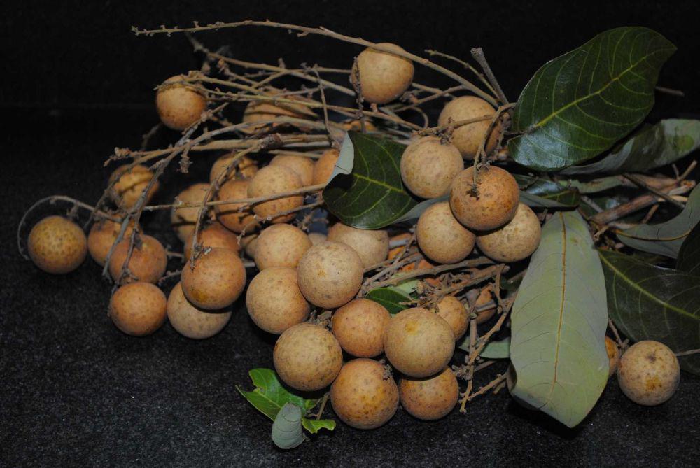 Fakta Buah Kelengkeng, Bijinya Bisa Menyerap Racun Gigitan Ular