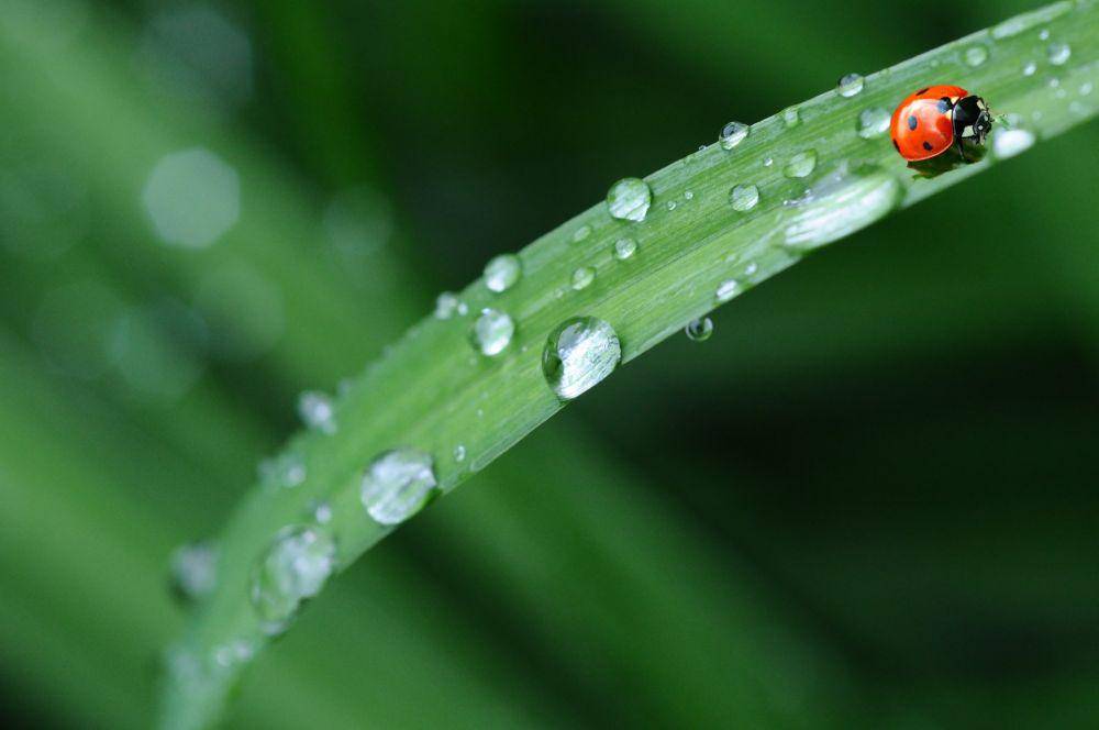 Tetesan hujan di atas daun (pexels.com/Pixabay)