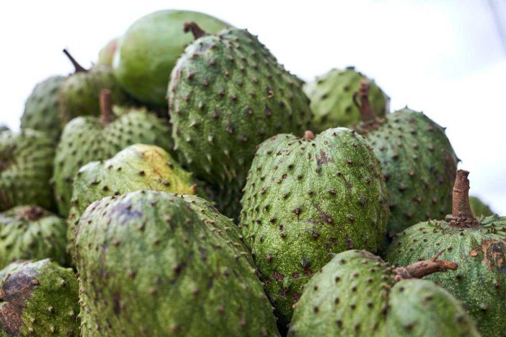 Fakta Menarik Buah Sirsak, Hati-Hati Bijinya Beracun!