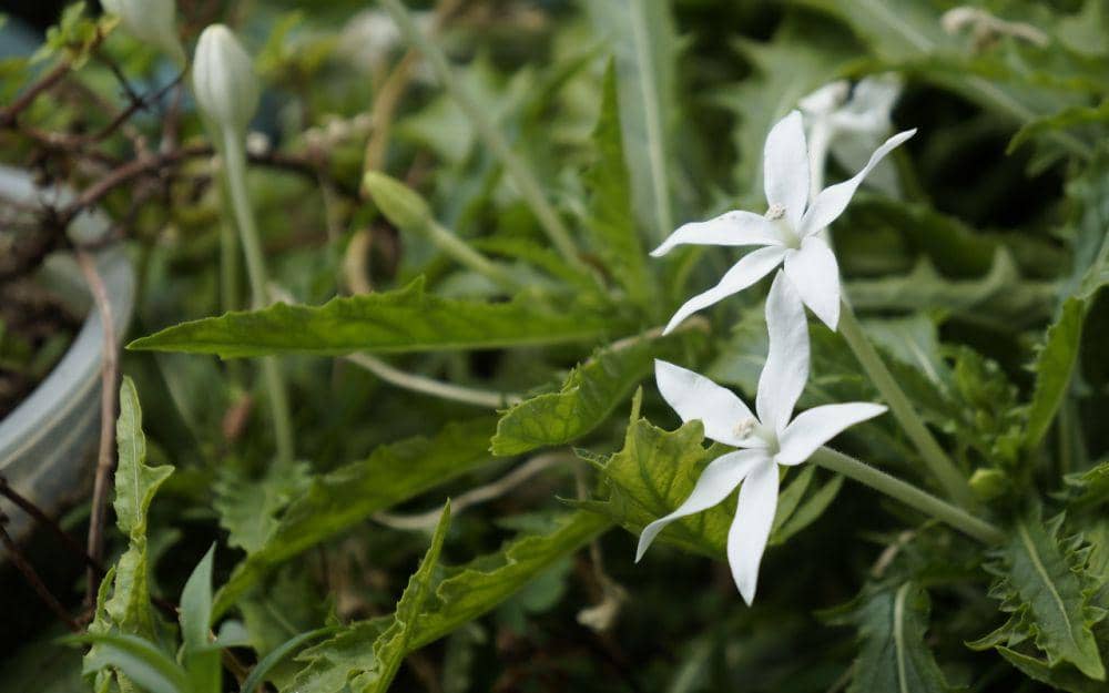 Bunga Kitolod Dapat Menyembuhkan Katarak, Mitos atau Fakta?