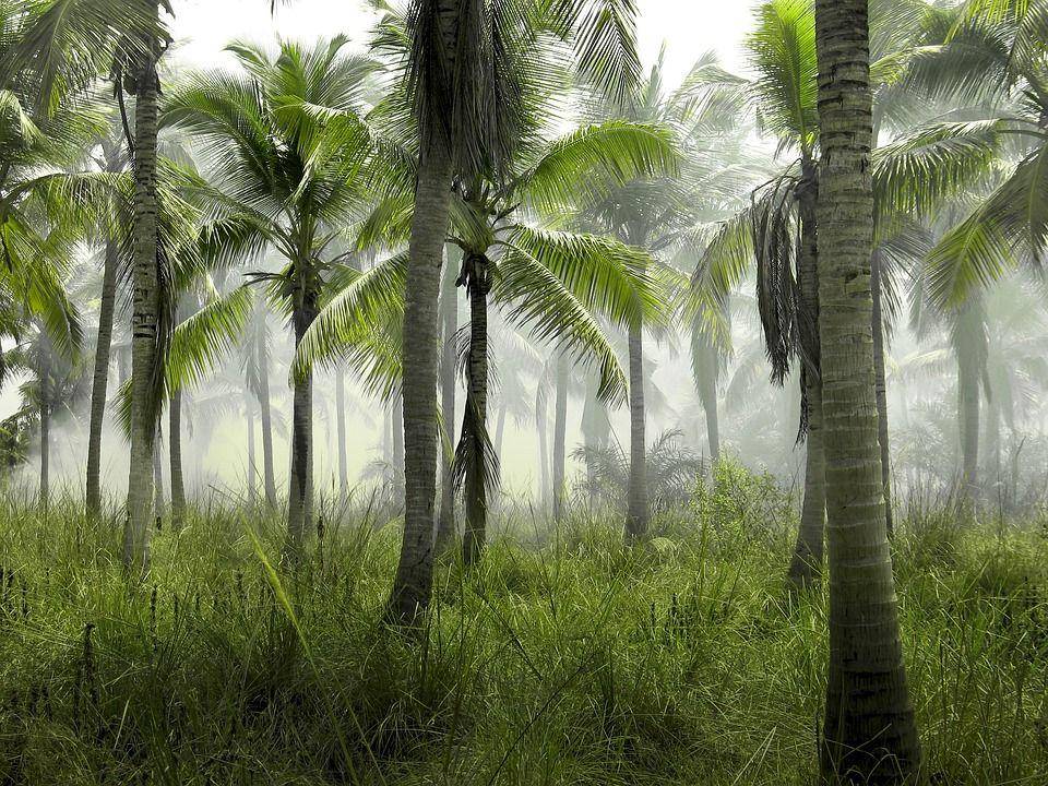 ilustrasi pohon (pixabay.com/M71)