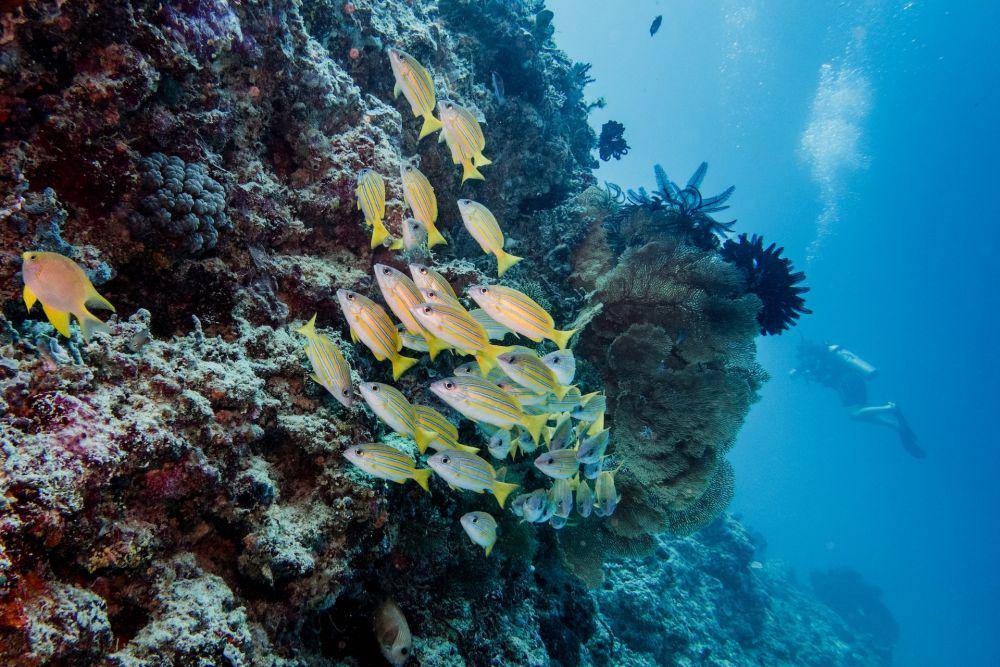 Gili Trawangan (unsplash.com/Uber Scuba Gili)