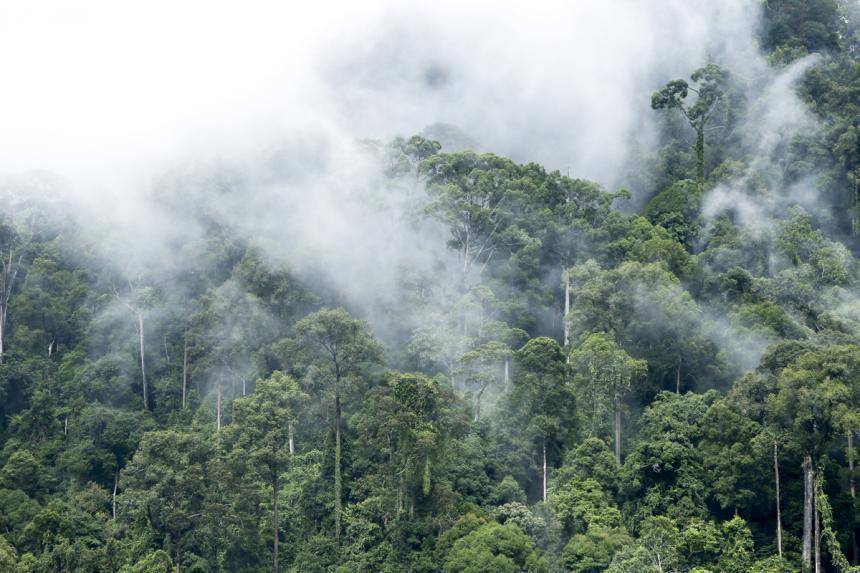 potret Taman Nasional Kayan Mentarang (direktoripariwisata.id)