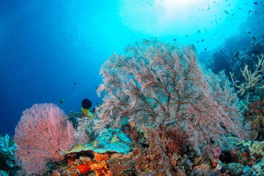 potret bawah laut di Taman Nasional Wakatobi (direktoripariwisata.id)