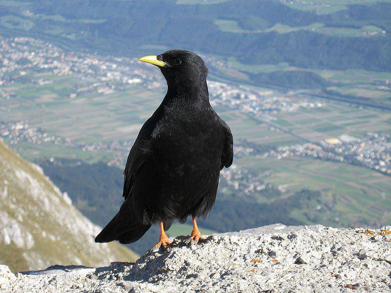 burung alpine chough di Austria (commons.wikimedia.org/Mathias Bigge)