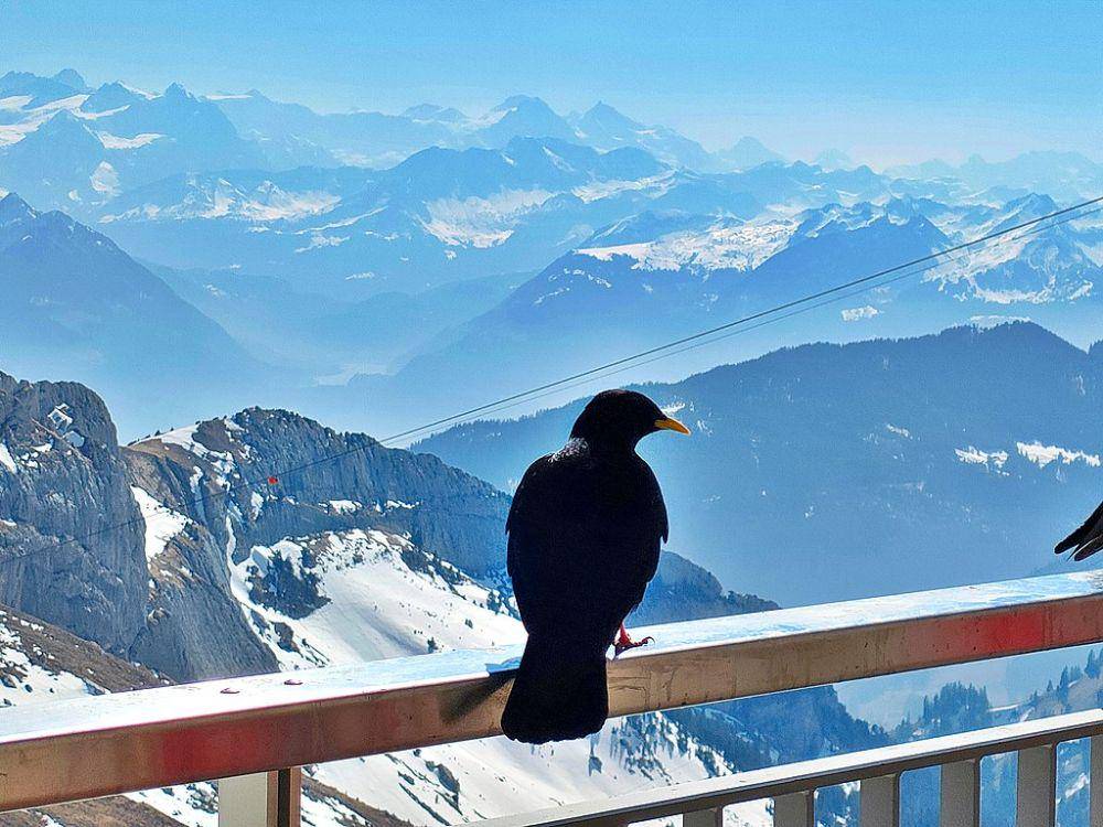 burung alpine chough di ketinggian (commons.wikimedia.org/Matias Senger)