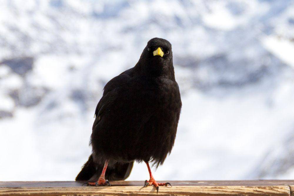 alpine chough di ketinggian (pixabay.com/dominikschraudolf-322528)