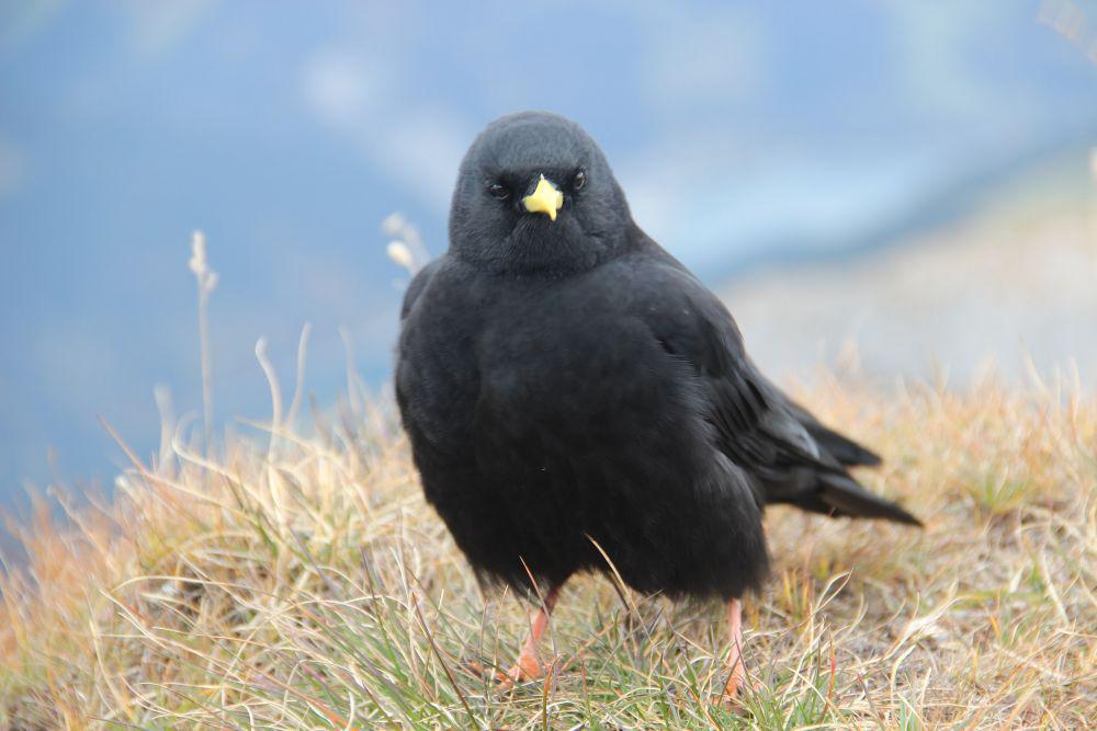 5 Fakta Unik Alpine Chough, Gagak yang Betah di Ketinggian