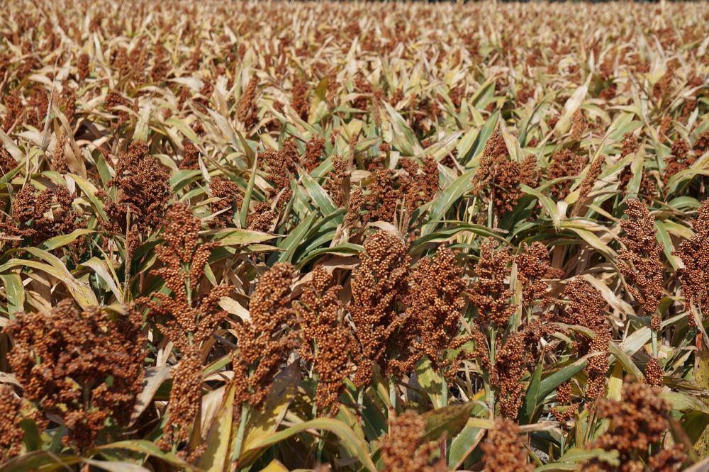 Kabupaten Sumba Timur Kembangkan 3 Ribu Hektare Lahan Sorgum