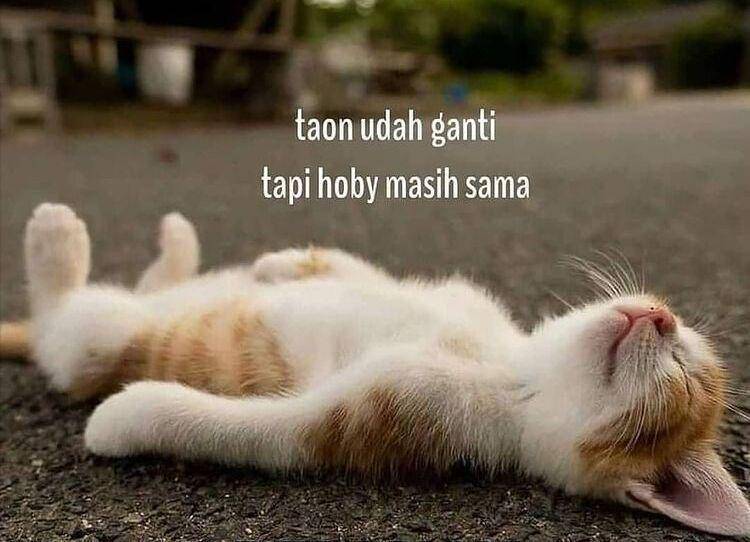 kucing rebahan (instagram.com/kucingindo.ig)