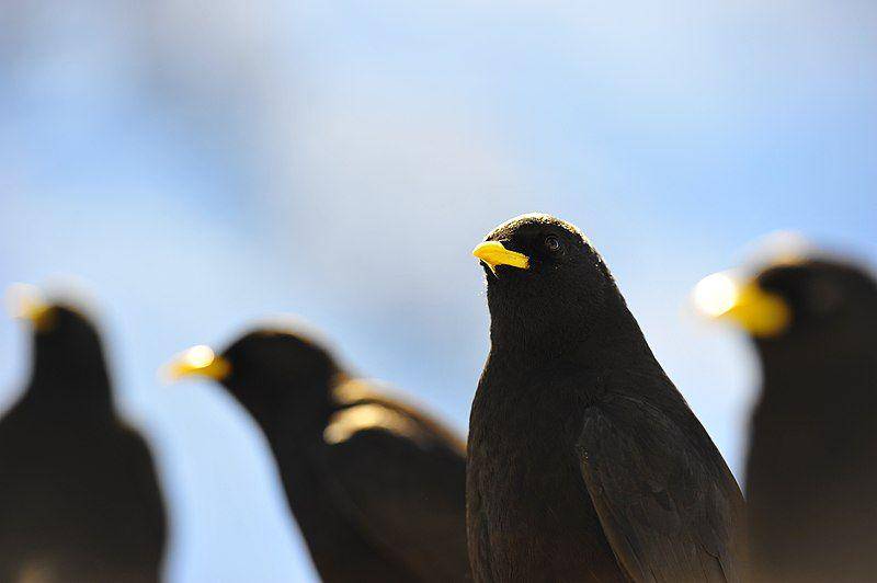 kawanan burung alpine chough (commons.wikimedia.org/Christoph Koch)