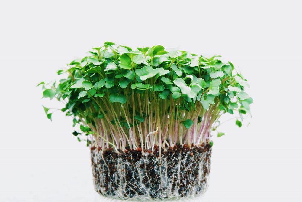Microgreen, Tanaman Mini yang Serbaguna dan Kaya Nutrisi